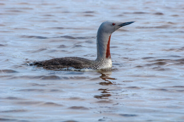 Red-throated diver