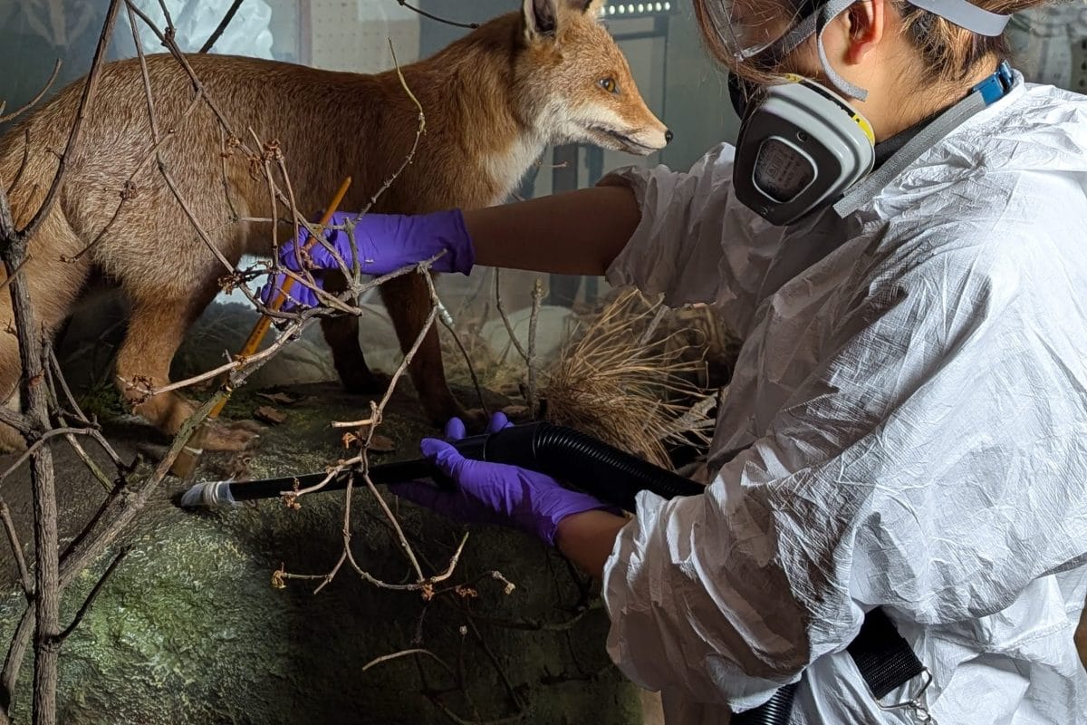 Horniman conservator in PPE with brown hair arranges a fox in a glass box, with ornamental rocks and twigs.