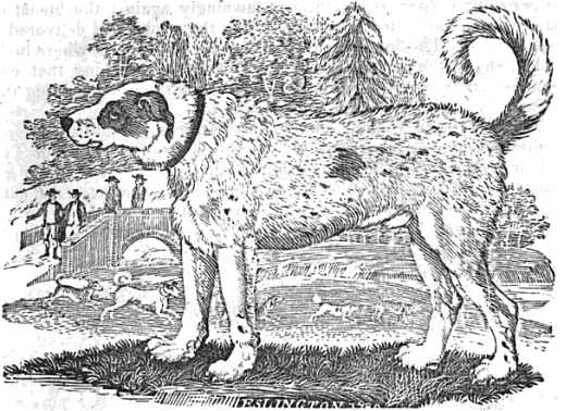 Black and white engraving of a large dog against a rural landscape