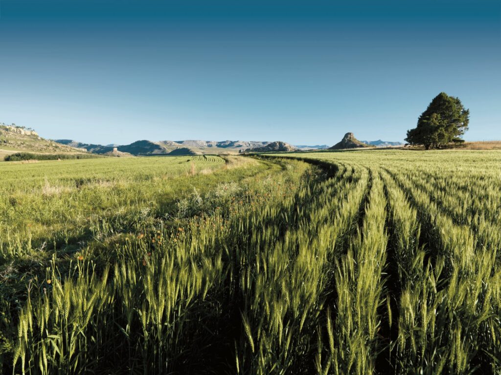 a field of crops