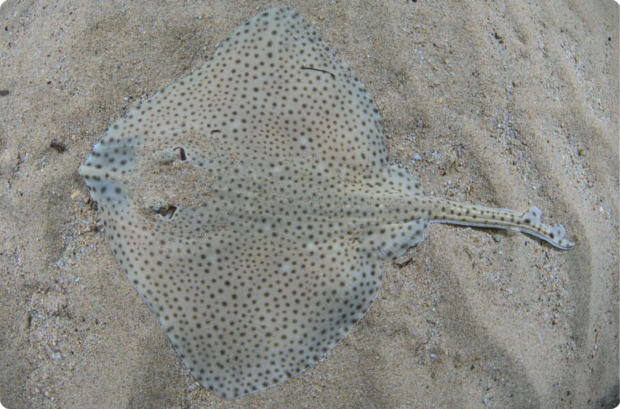 Blonde ray resting on the sandy sea floor, blending in with its surroundings.