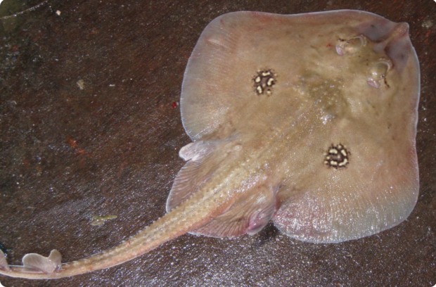 A cuckoo ray lies on a rock, its long tail extending behind it.
