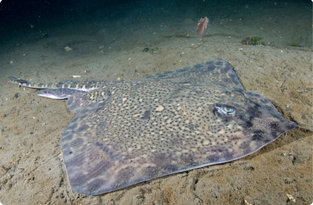 Thornback ray resting on the sandy sea floor.