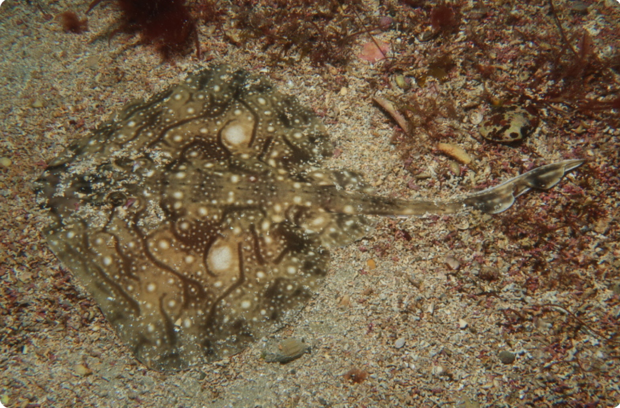 Undulate ray resting on the sandy sea floor, blending in with its surroundings.