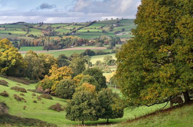 Autumn Colours at Killerton with cow