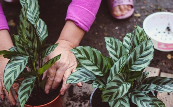 Close-up of a person’s hands and forearms, wearing a pink top, planting leafy green houseplants with striped foliage into pots. Gardening tools and a used plastic container sit nearby on the ground.