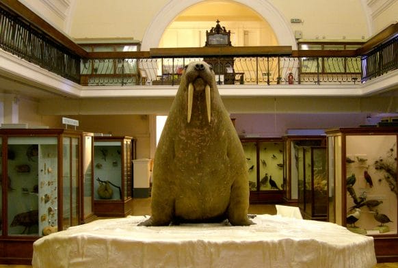 What is a walrus? And other questions answered