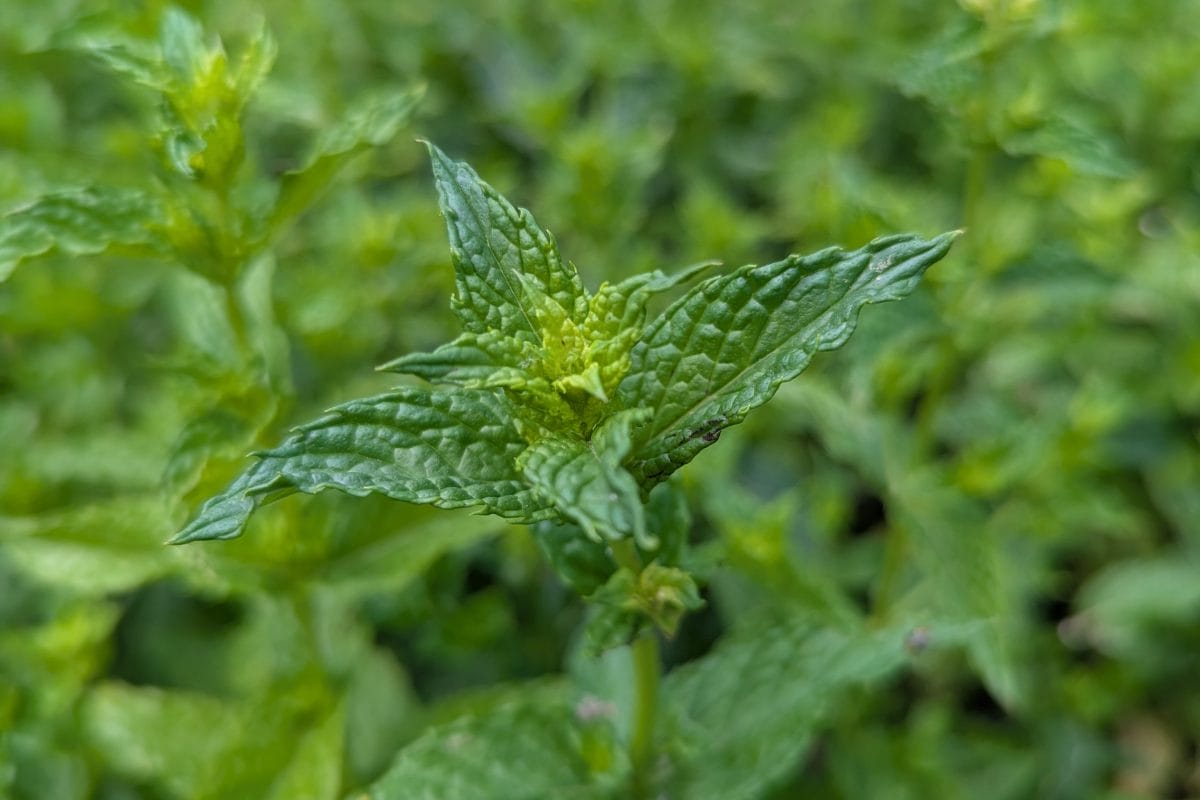 A close up of a peppermint leaf in focus, surrounded by a field of out of focus peppermint.