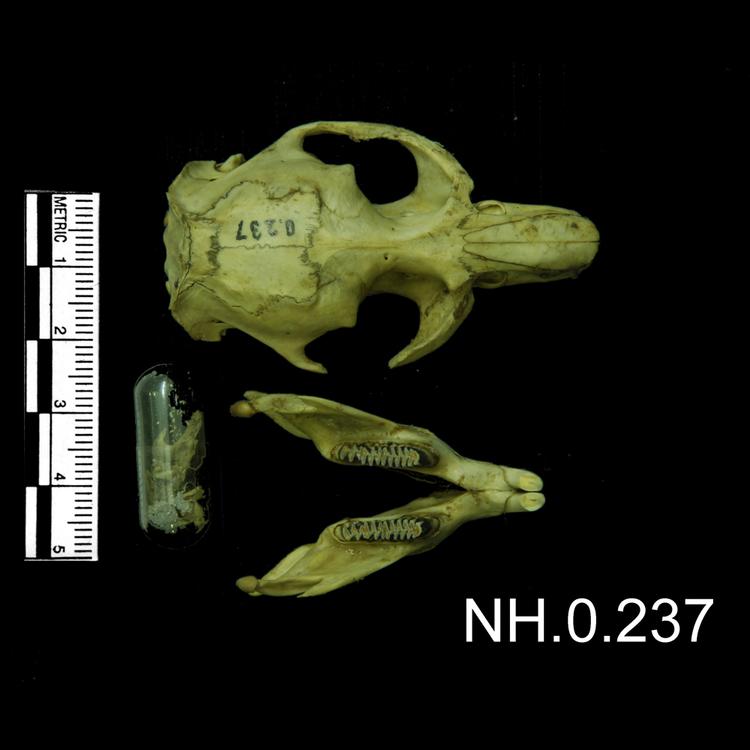 Image of Musk Rat