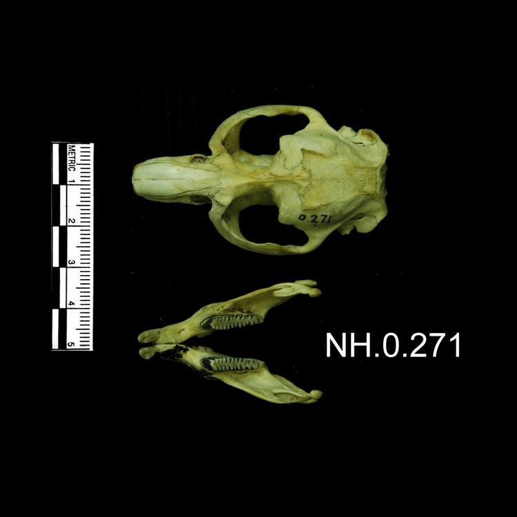 Image of Musk Rat