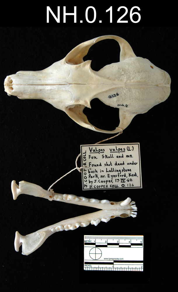 Image of Red Fox