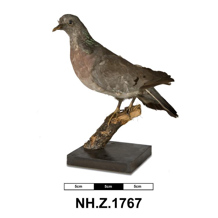 Image of Stock Pigeon; Stock Dove