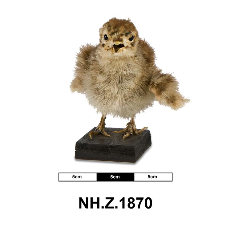 Image of Grey Partridge
