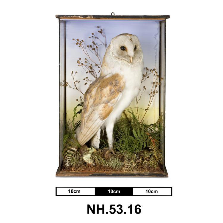 Image of Barn Owl