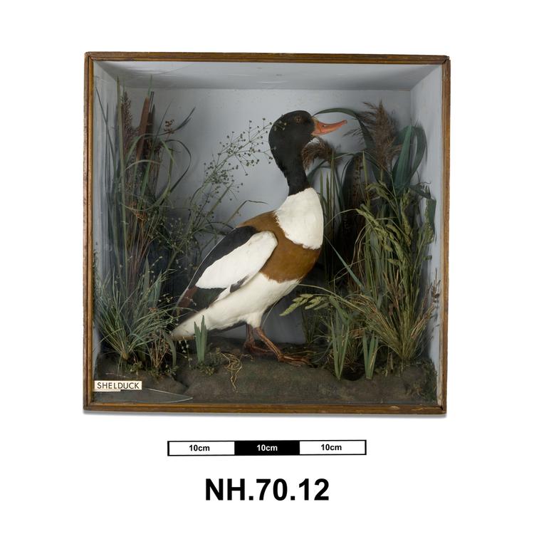 Image of Common Sheldduck