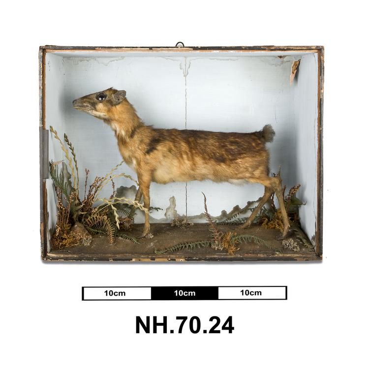Image of Chevrotain