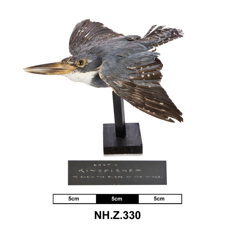 Image of Belted Kingfisher