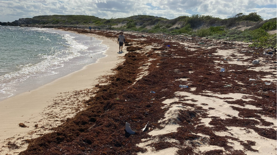 Sargassum on beach on Turks & Caicos Islands