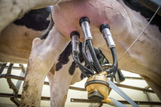 Image of a cow's udders attached to a milking machine.