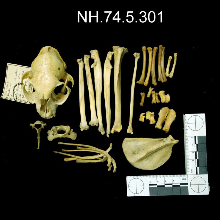 Image of Domestic Cat
