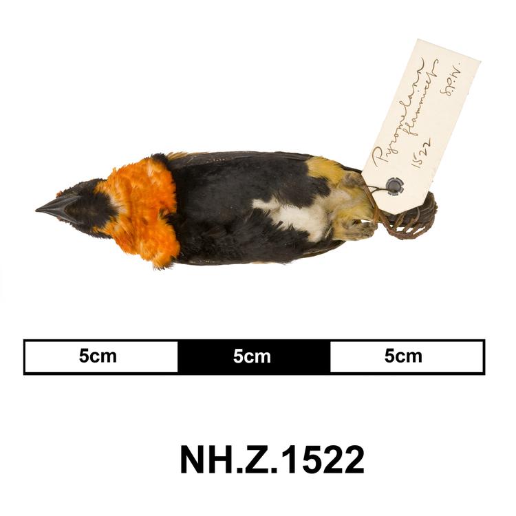 Image of Black-winged Bishop