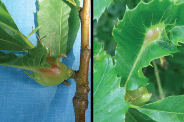 Images of leaves with swellings at their base