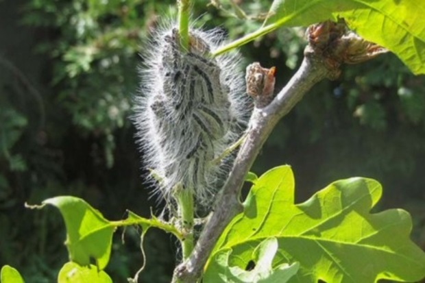 Image of a small oak tree branch with a mass of hairy caterpillars on it