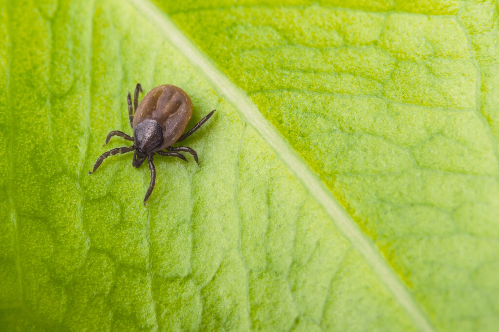 Deer tick (ixodes ricinus) on a green leaf background