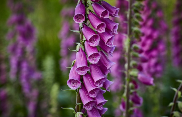 Image of purple foxglove
