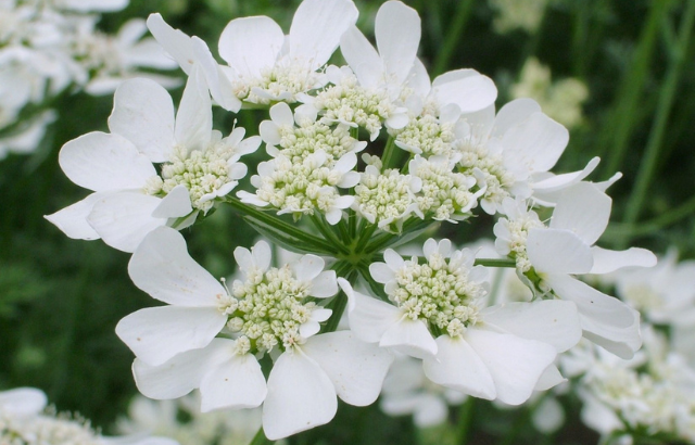 Image of white lace flower