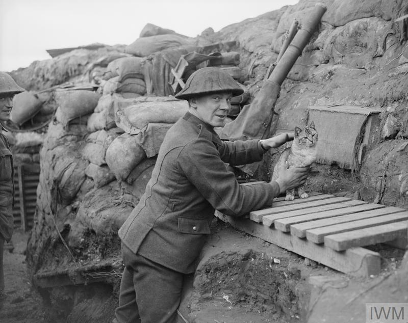 A Lewis gunner of the 6th Battalion, the York and Lancaster Regiment with the Regiment's cat mascot, in a trench near Cambrin, 6 February 1918.