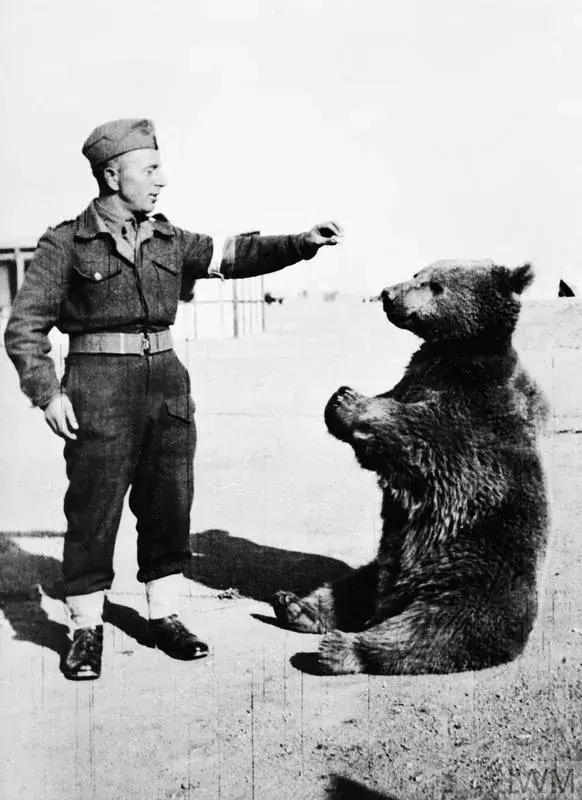 Wojtek (Voytek) the Polish 22nd Transport Artillery Support Company's (Army Service Corps, 2nd Polish Corps) pet bear. In the Middle East a soldier of the company feeds the young Wojtek.