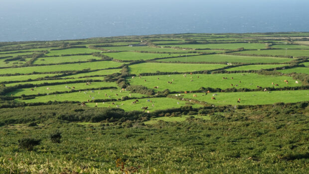 hedgerows