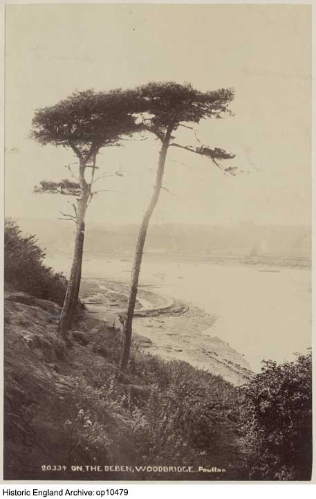 Historic sepia photograph of two pine tree tops looking down below to a river scene, with the adjoining bank visible below the trees and the opposite bank in the distance, across the middle of the image.