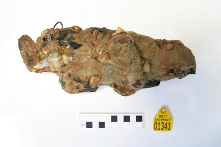 Irregular lump of concretion with shells and other material embedded, scale rule and yellow number tag at bottom