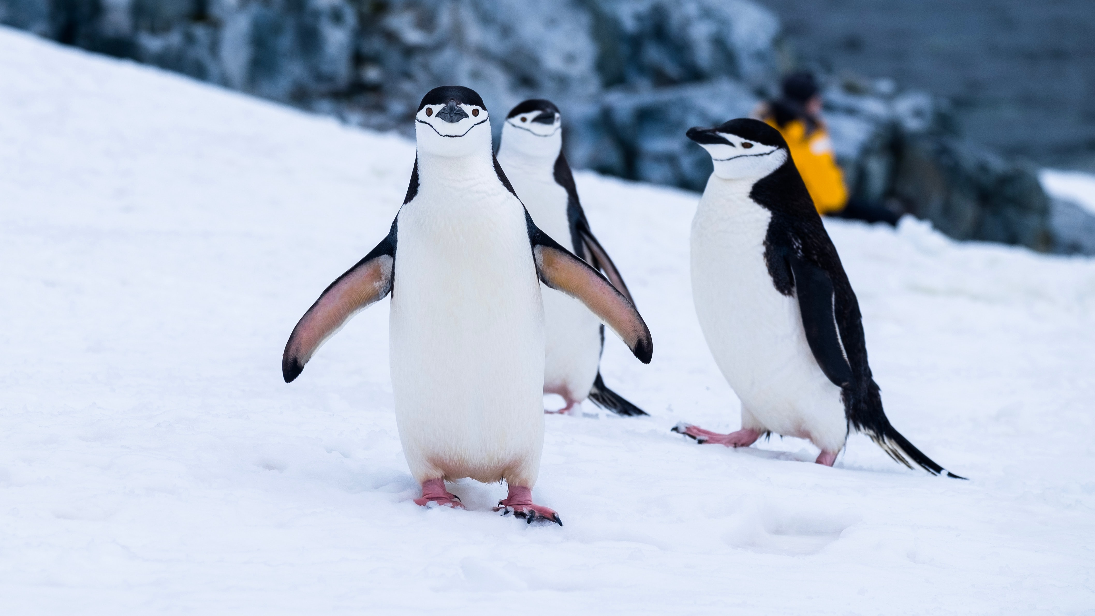 Chinstrap Penguin, Antarctica