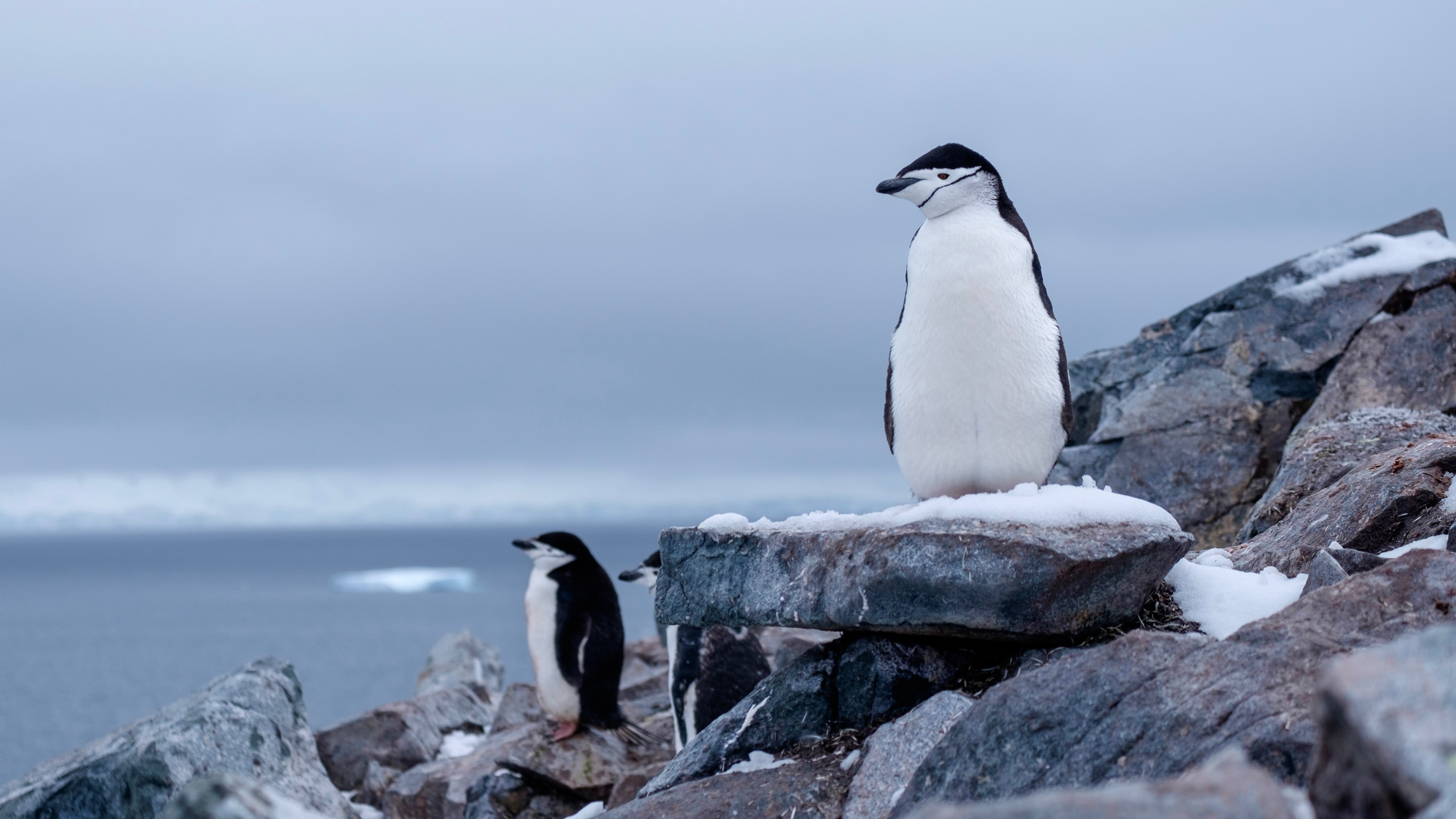 Chin strap penguin