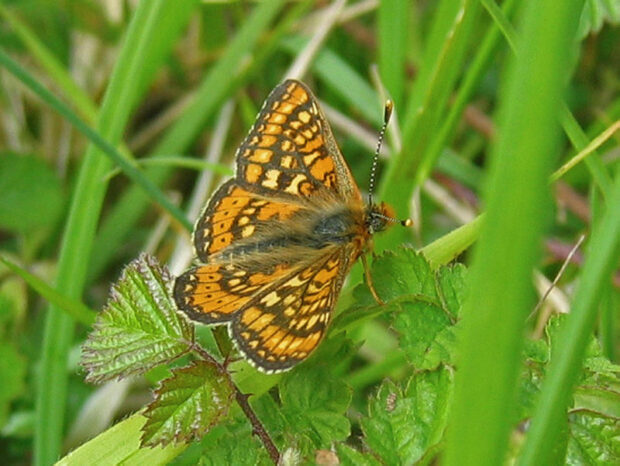 Marsh fritillary