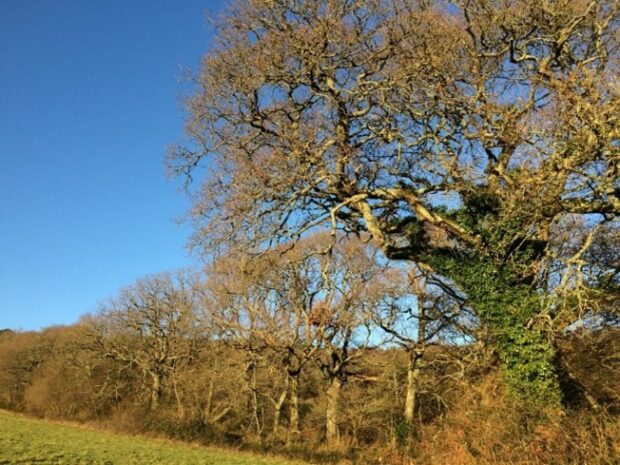 Old Hedgerow with standard Ash and Oak, Devon