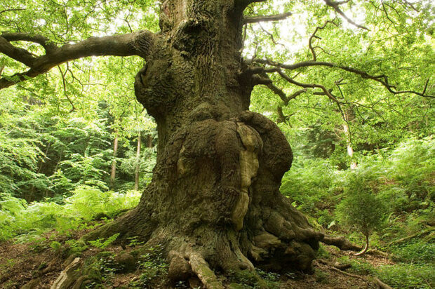 veteran oak