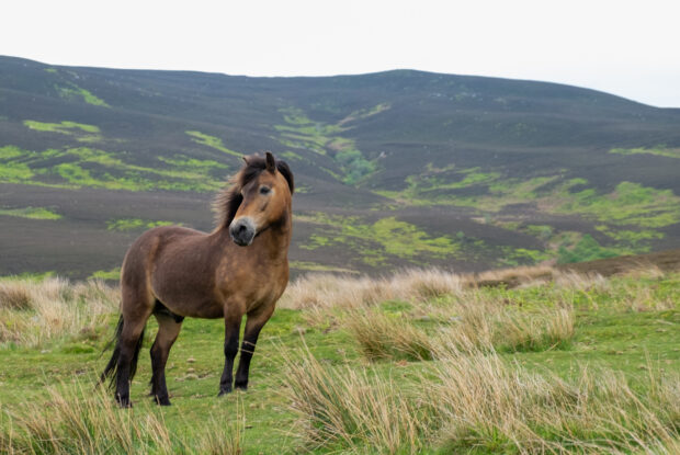 A brown pony stands on a grassy plain at the Hepple Estate in Northumberland