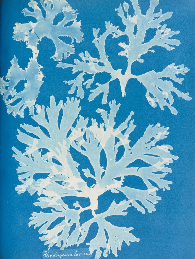 A blue page with white fronds of sea weed transposed photographically on top