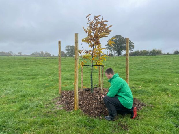 assessing the quality of mulch used to improve soil for new tree planting