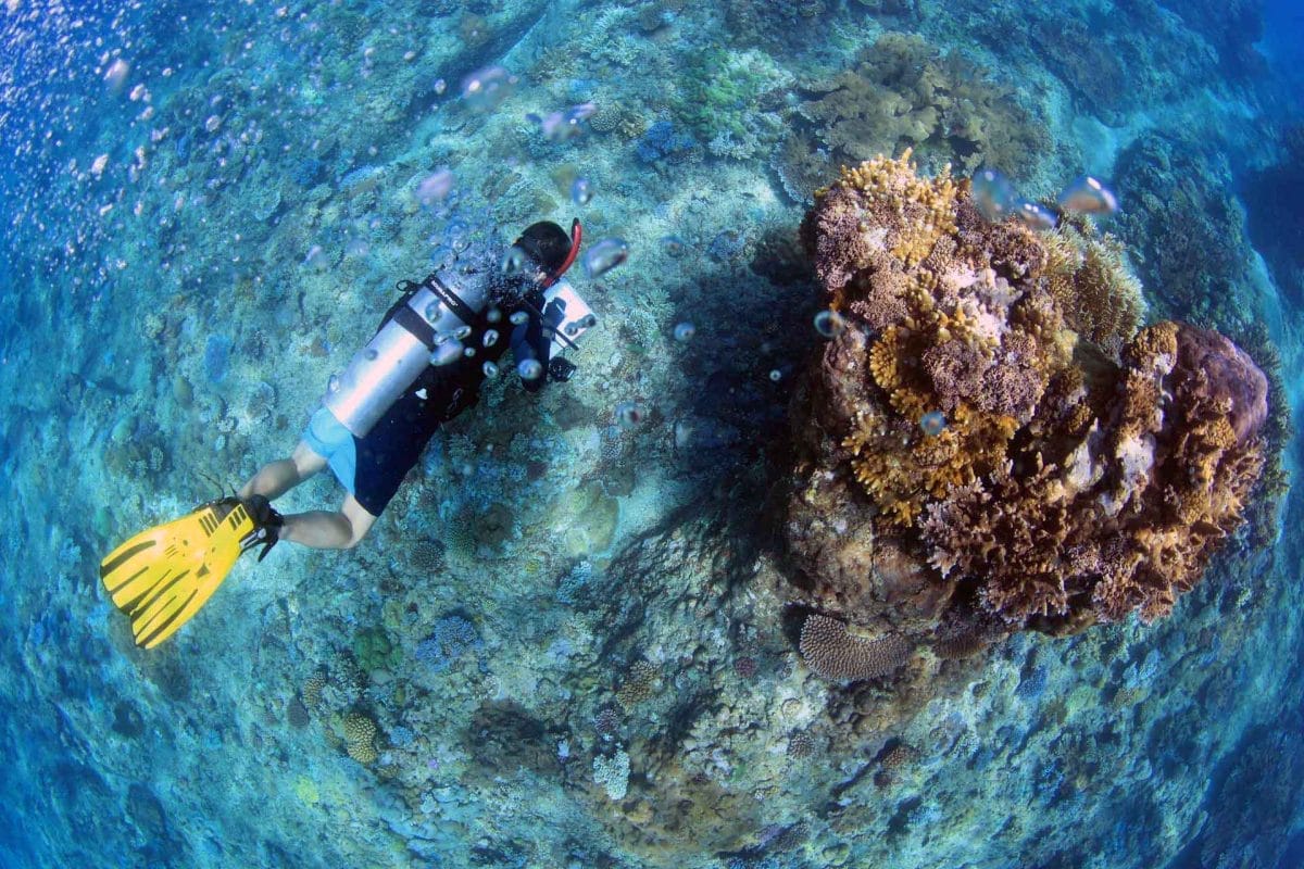 A diver seen from above surveying a coral reef