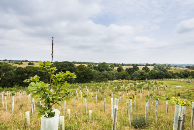 Newly-planted broadleaf trees in a field