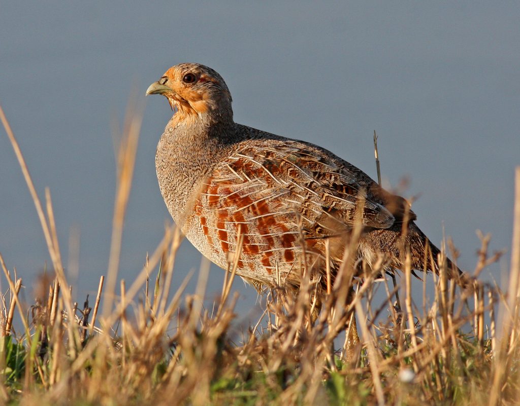 Grey partridge