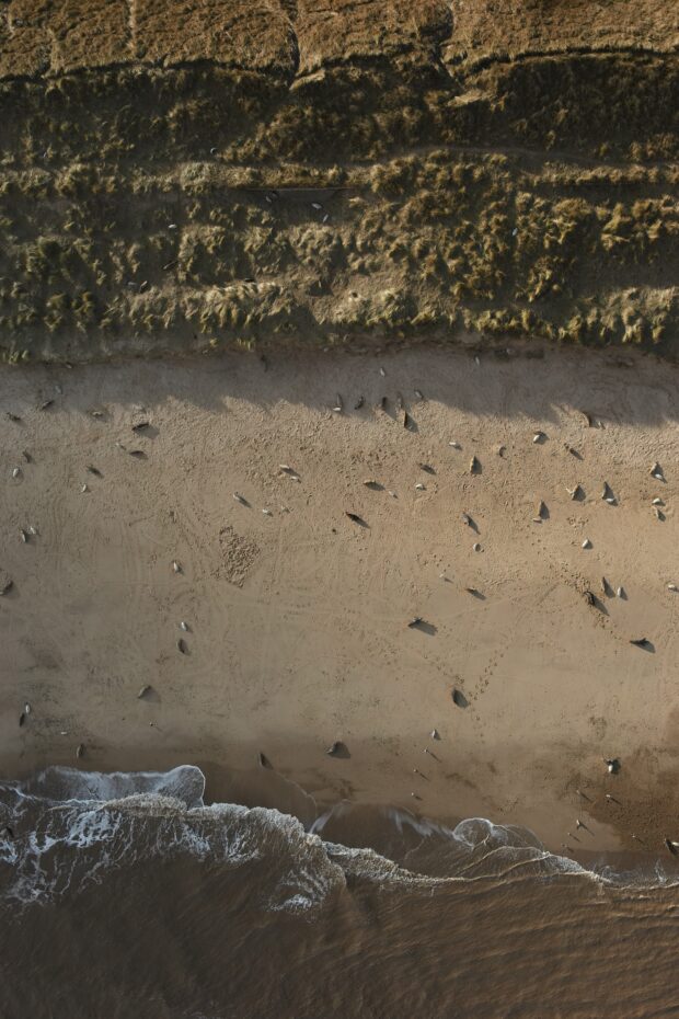 Drone imagery of seals on Horsey Beach. Image: Natural England