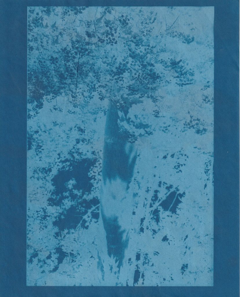 Light blue impression of a photo from the Horniman Nature Trail on a mottled cream and blue cyanotype, showing a tree trunk