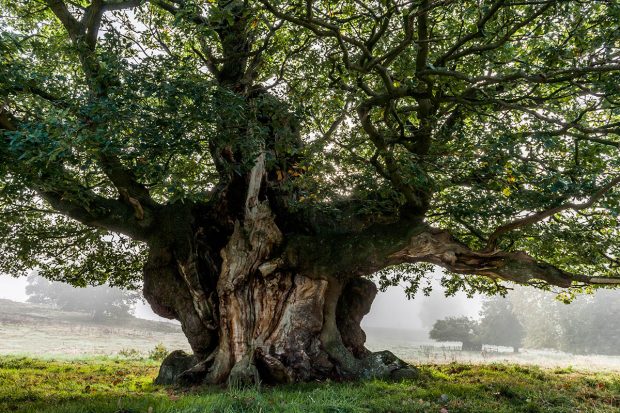 A large old oak tree stands in the middle of a field with other trees seen in the background