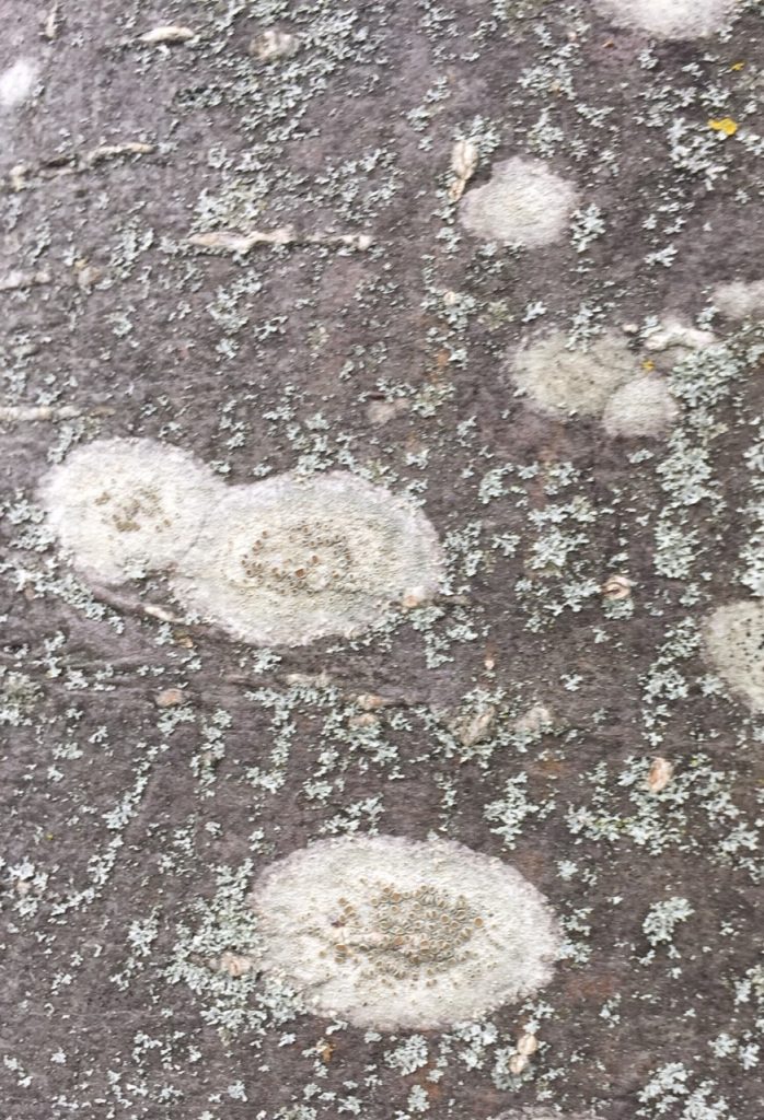 Lecanora chlarotera lichen